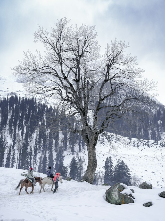 Gulmarg